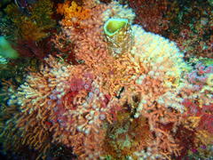 Melithaea rubra