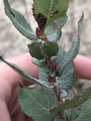 Salix cordata