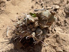 Sclerocactus cloverae