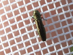 Agrilus lacustris