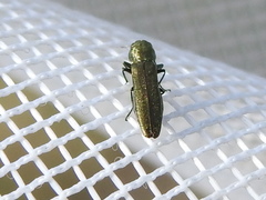 Agrilus lacustris
