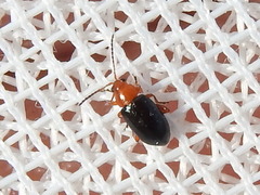 Glyptina