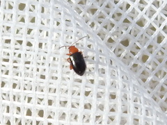 Glyptina
