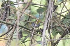 Phylloscopus ruficapilla