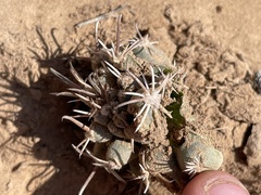 Sclerocactus cloverae