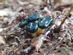 Leotia lubrica image