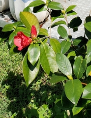 Camellia azalea