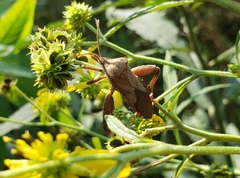 Piezogaster calcarator