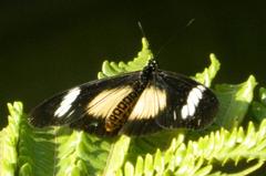 Acraea esebria