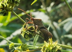 Piezogaster calcarator