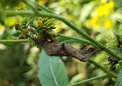 Piezogaster calcarator