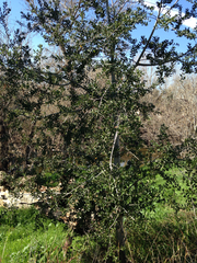 Quercus agrifolia