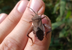 Piezogaster calcarator