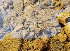 Trepobates inermis