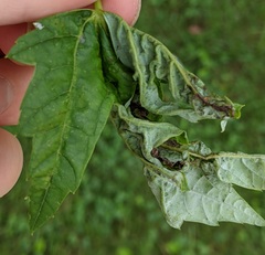 Dasineura aceris