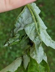 Dasineura aceris