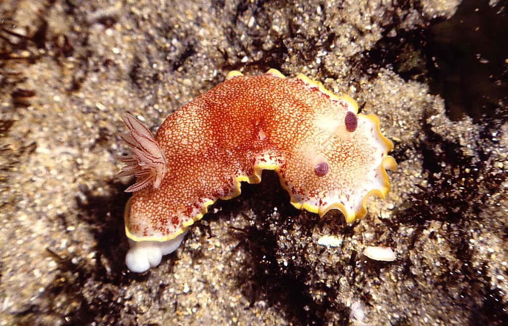 Photo of Tinctured goniobranchus (Goniobranchus tinctorius)