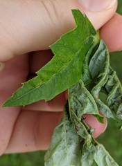 Dasineura aceris