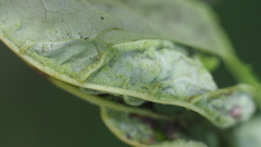 Dasineura aceris