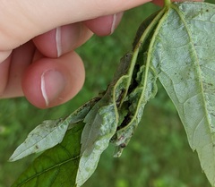 Dasineura aceris