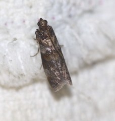 Conobathra hemichlaena