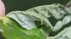 Dasineura aceris