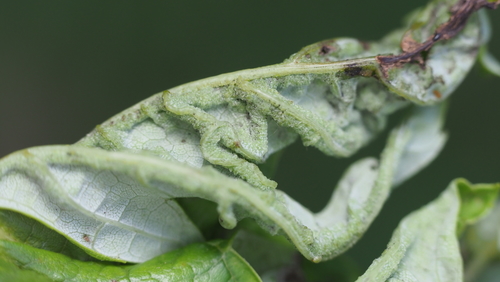 Dasineura aceris