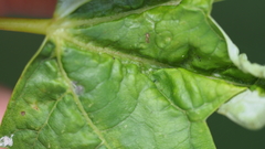 Dasineura aceris