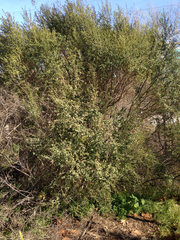 Baccharis pilularis