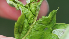 Dasineura aceris