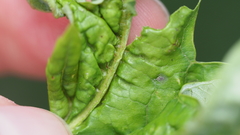 Dasineura aceris