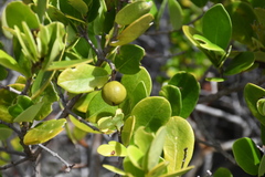 Elaeodendron xylocarpum