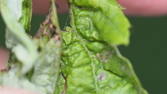 Dasineura aceris