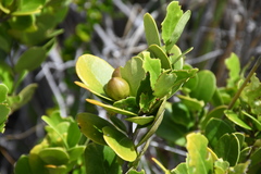 Elaeodendron xylocarpum