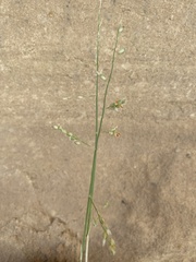 Panicum turgidum