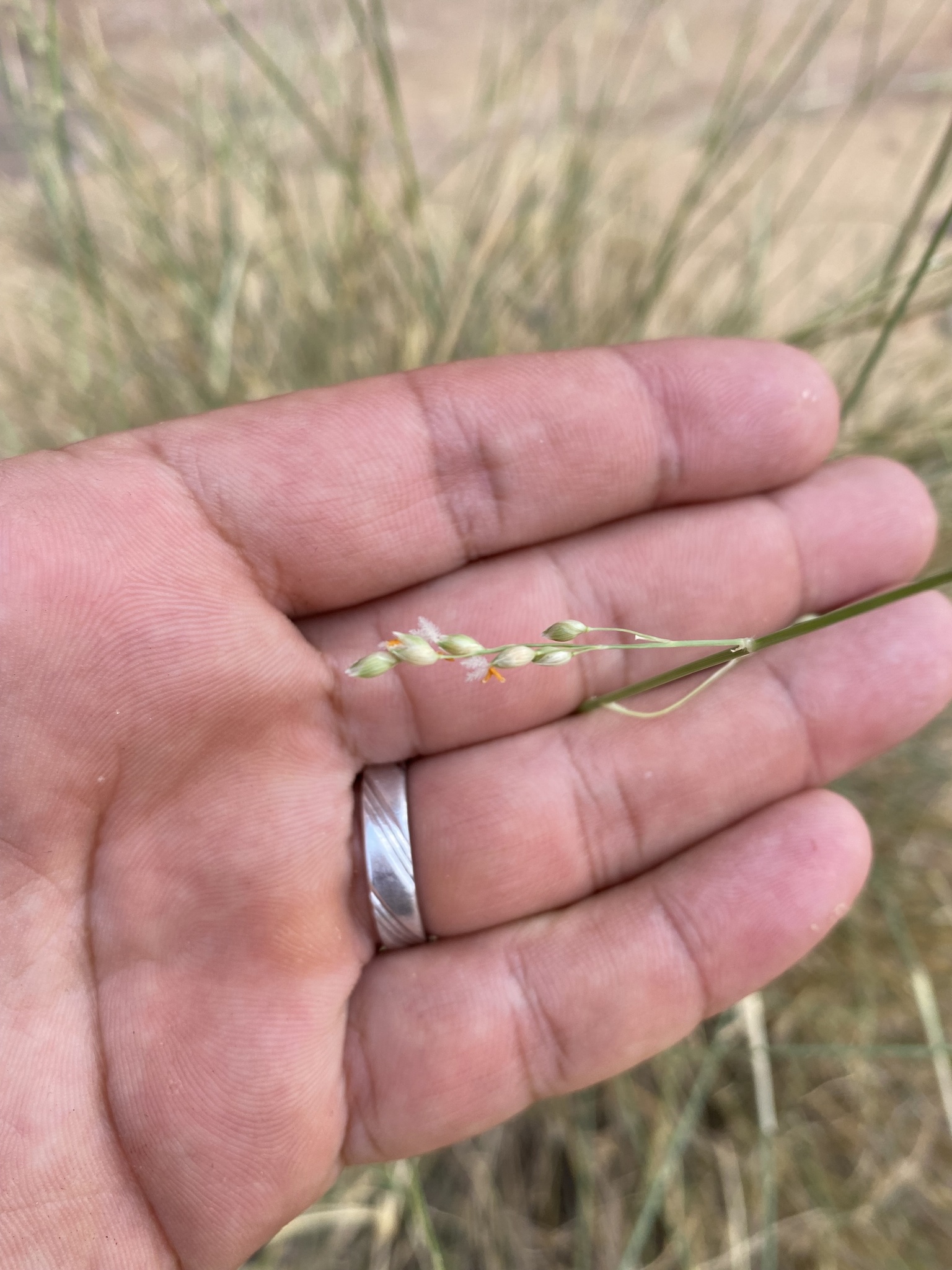 Panicum turgidum Forssk.