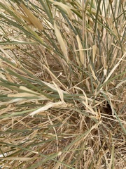 Panicum turgidum