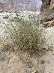 Panicum turgidum