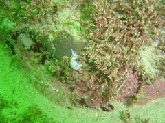 Hypselodoris capensis