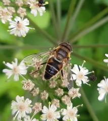 Eristalis pertinax