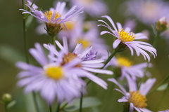 Aster amellus
