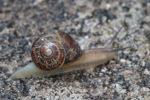 slimákovec jarabý (Cornu aspersum)