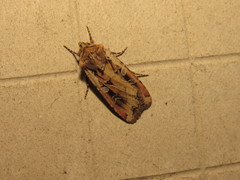 Euxoa ochrogaster