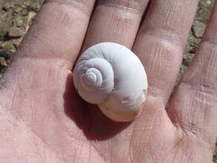 Dorcasia
