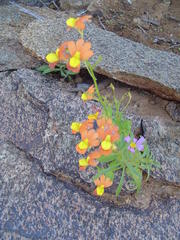 Nemesia williamsonii