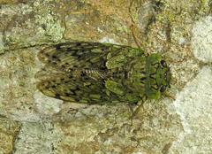 Dyticopycna semiclara
