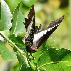 Charaxes brutus natalensis