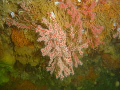 Phyllodesmium horridum