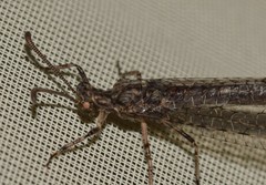 Neuroleon distichus