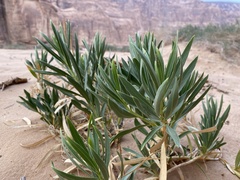 Rhazya stricta